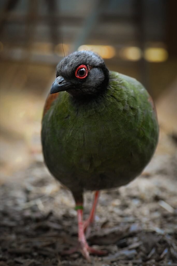 2026 Hatch Roul Roul Partridges — photo 1