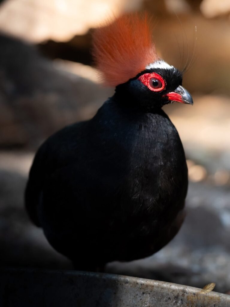 2026 Hatch Roul Roul Partridges — photo 2