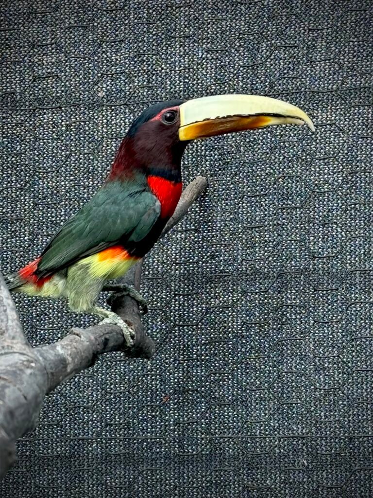 Adult Pair of Ivory Billed Aracari — photo 2