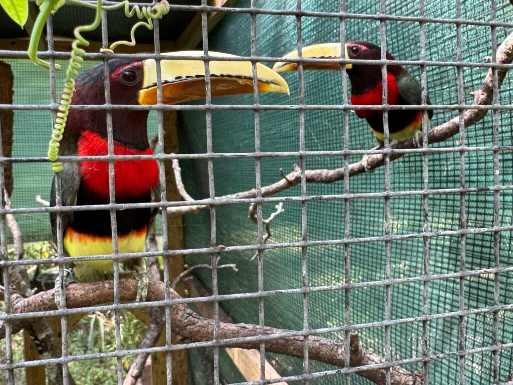 Adult Pair of Ivory Billed Aracari — photo 1