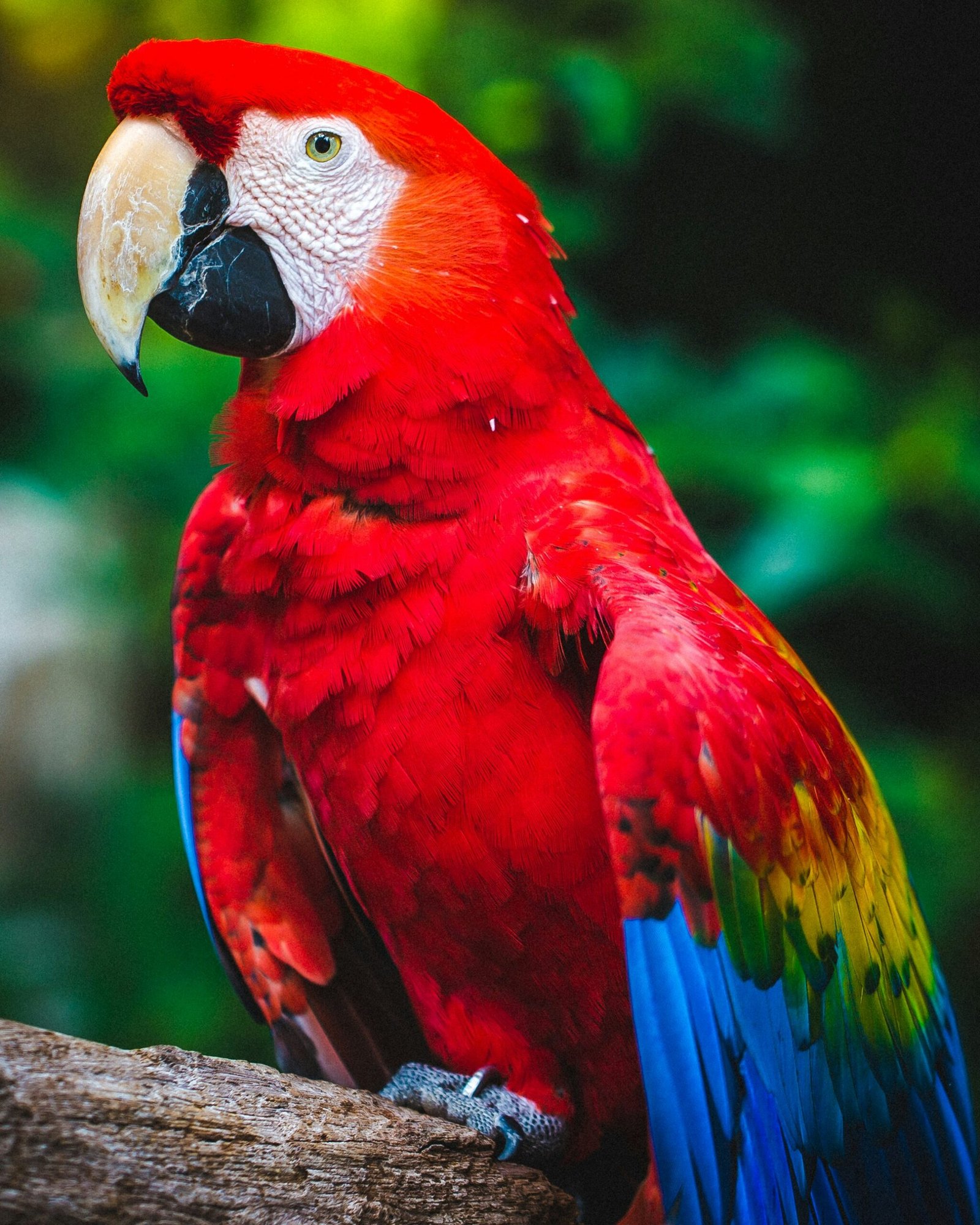 Scarlet macaw on a branch