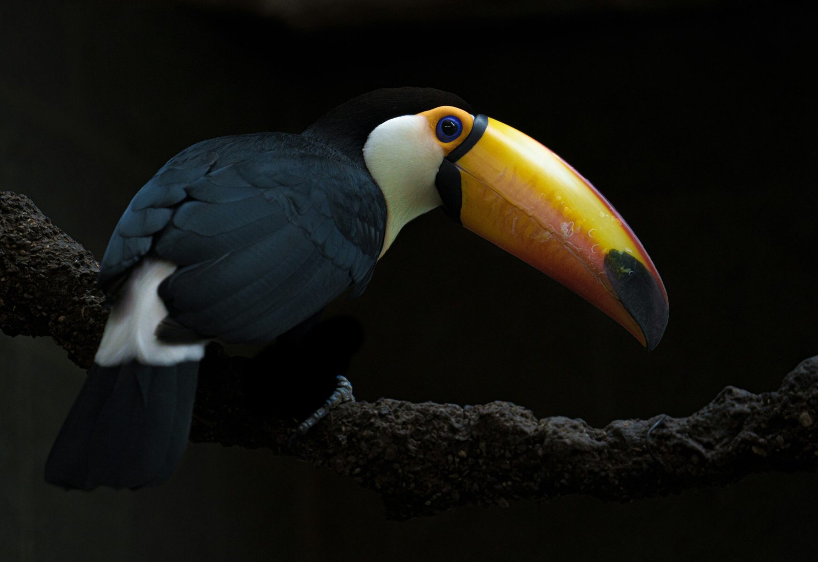 Toco toucan on a branch