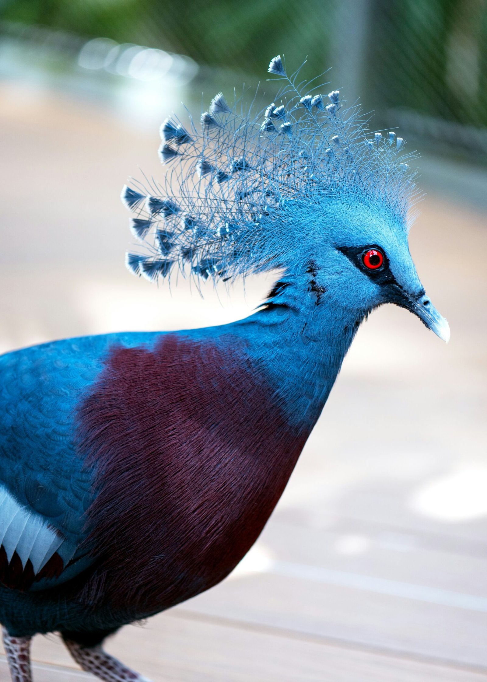 Victoria crowned pigeon