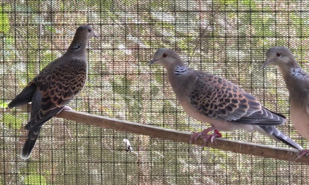 2026 Oriental Turtle Dove Pairs — photo 1