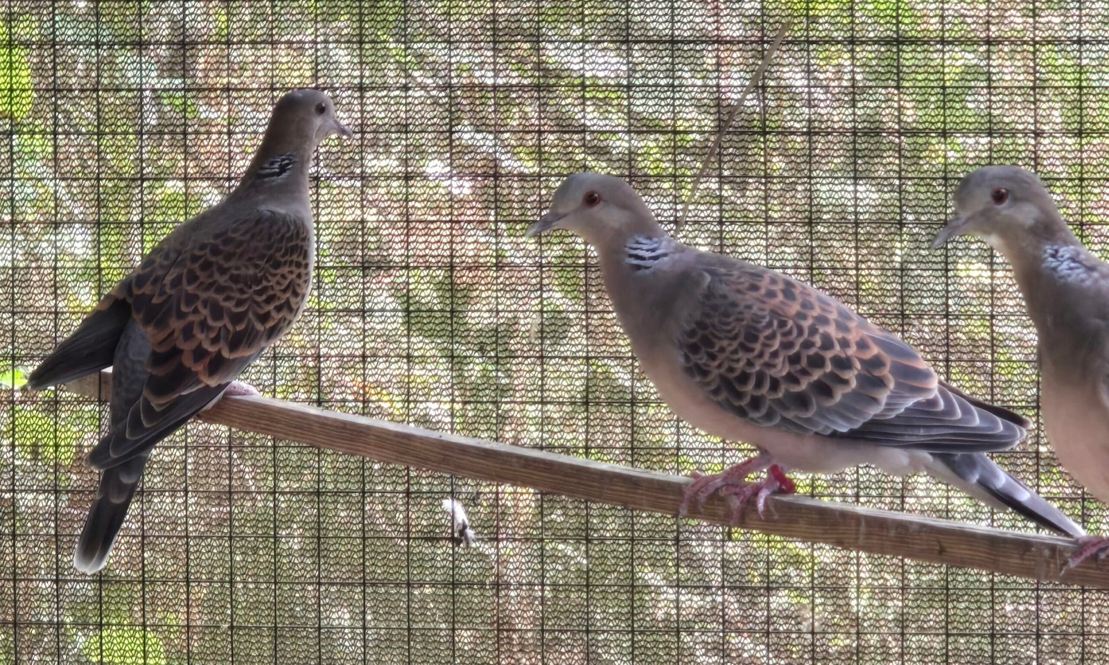 2026 Oriental Turtle Dove Pairs — photo 1