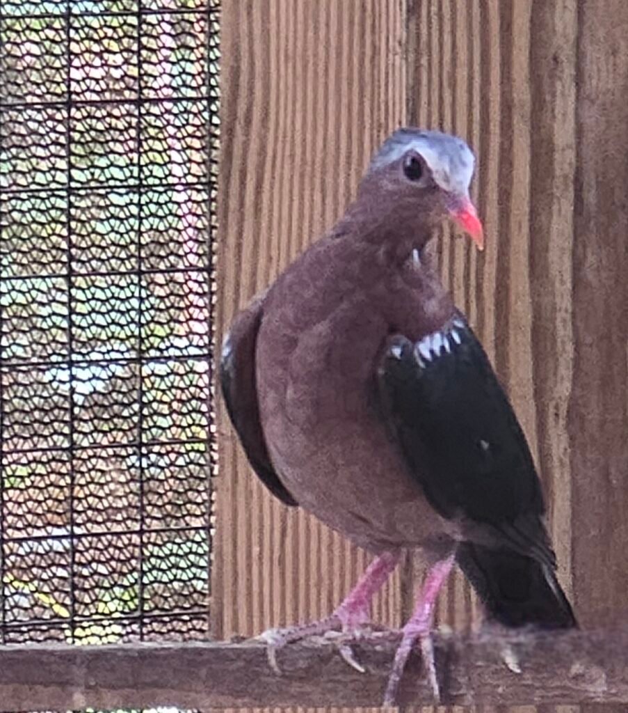 2026 Male Common Emerald Dove — photo 1
