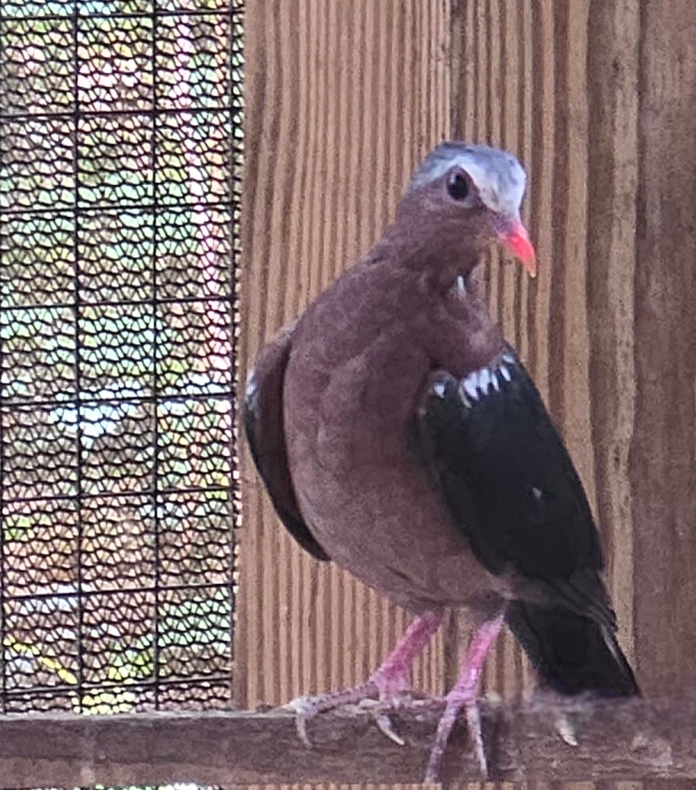 2026 Male Common Emerald Dove — photo 1