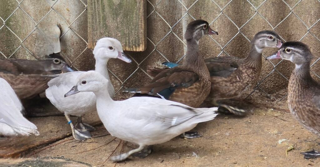 2026 hatch silver/split-to-silver Wood ducks — photo 1