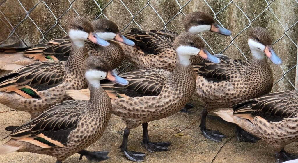 2026 Bahama Pintails — photo 1
