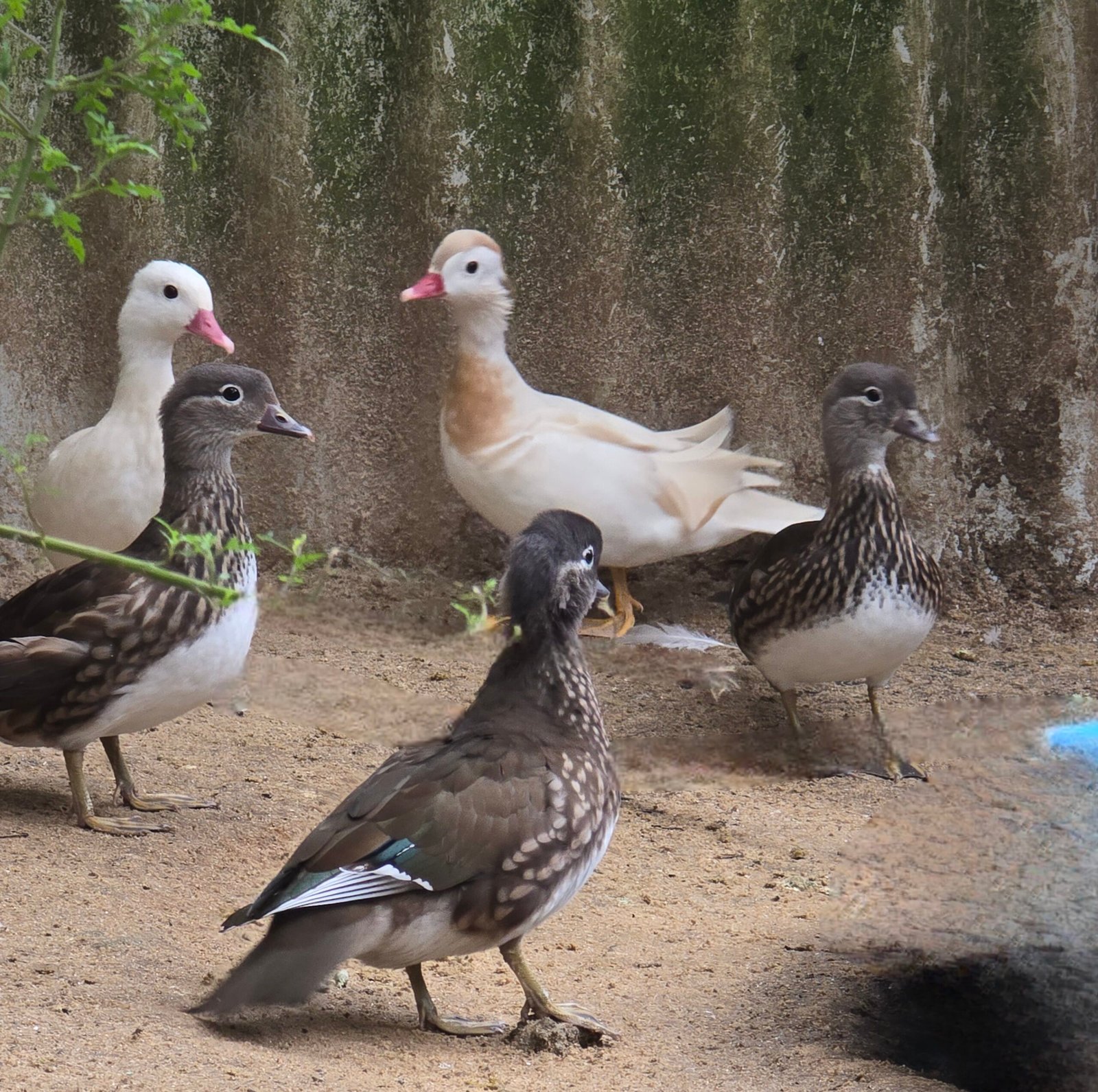 2026 Mandarin Ducks — photo 1