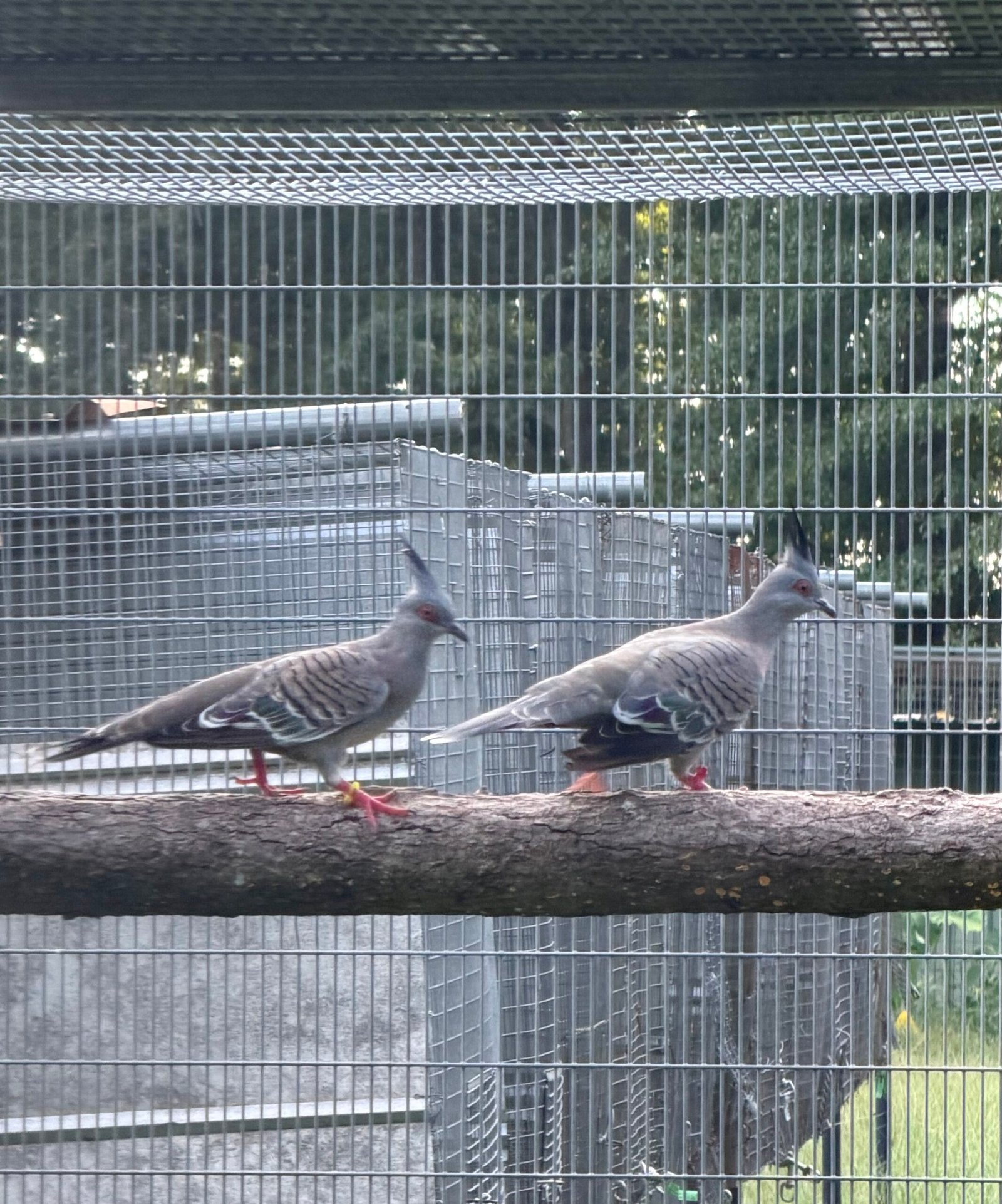 Pair of Australian Crested Doves — photo 1