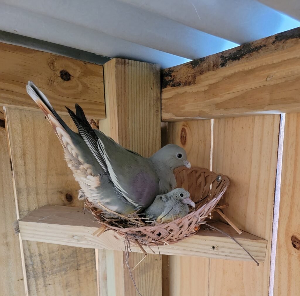 (4) Breeder hen Bruce’s Green Pigeons — photo 1