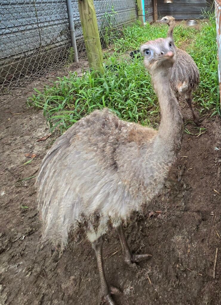 2026 DNA Pair of Rhea — photo 1