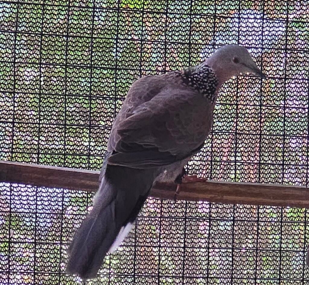 2026 Spotted Doves — photo 1
