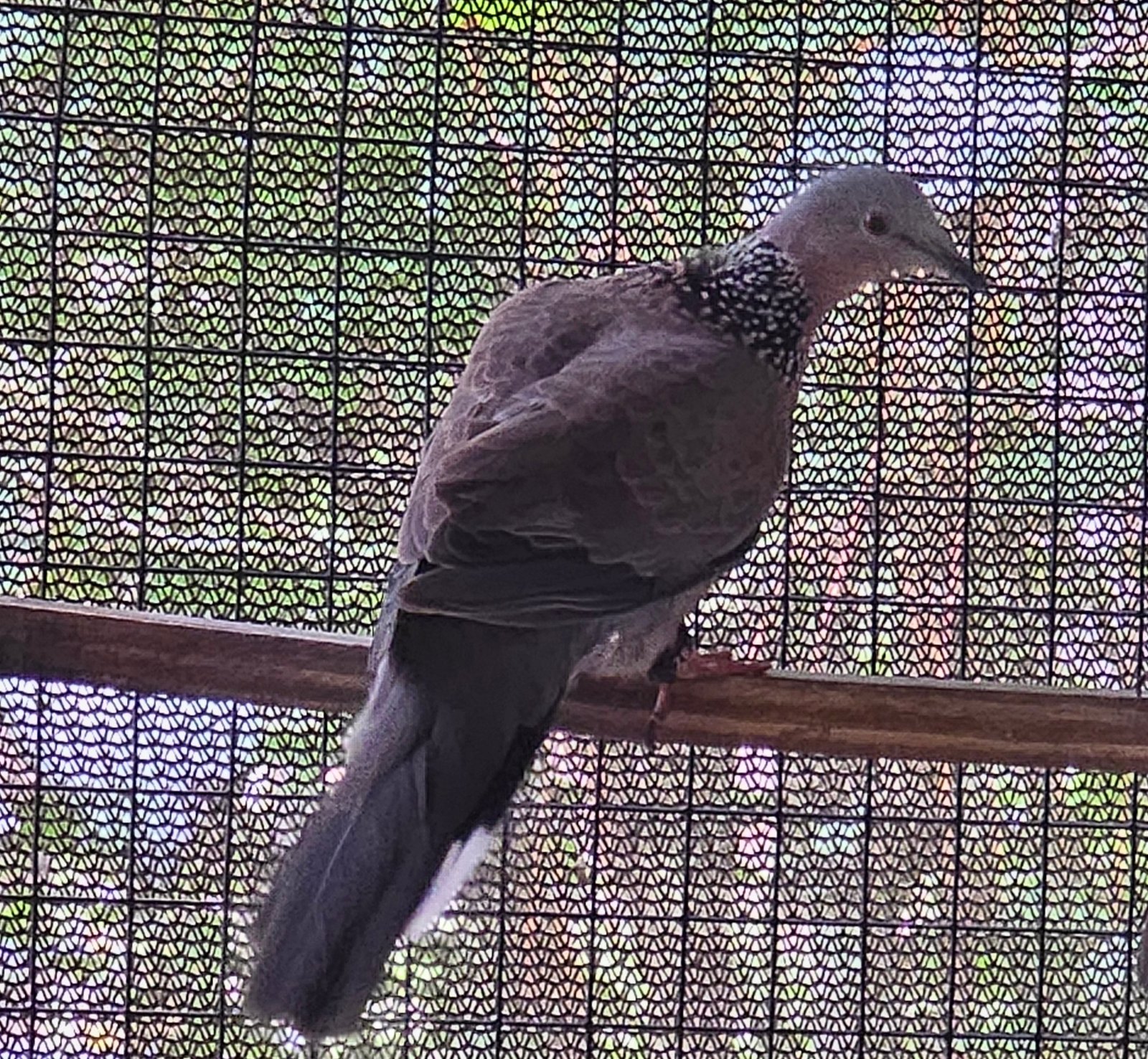 2026 Spotted Doves — photo 1