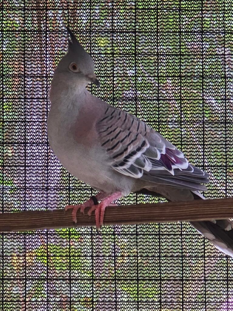 2026 Australian Crested — photo 1