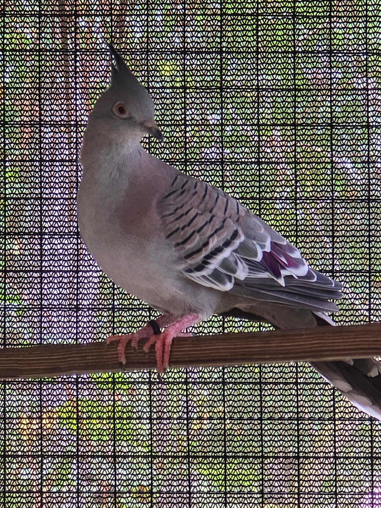2026 Australian Crested — photo 1