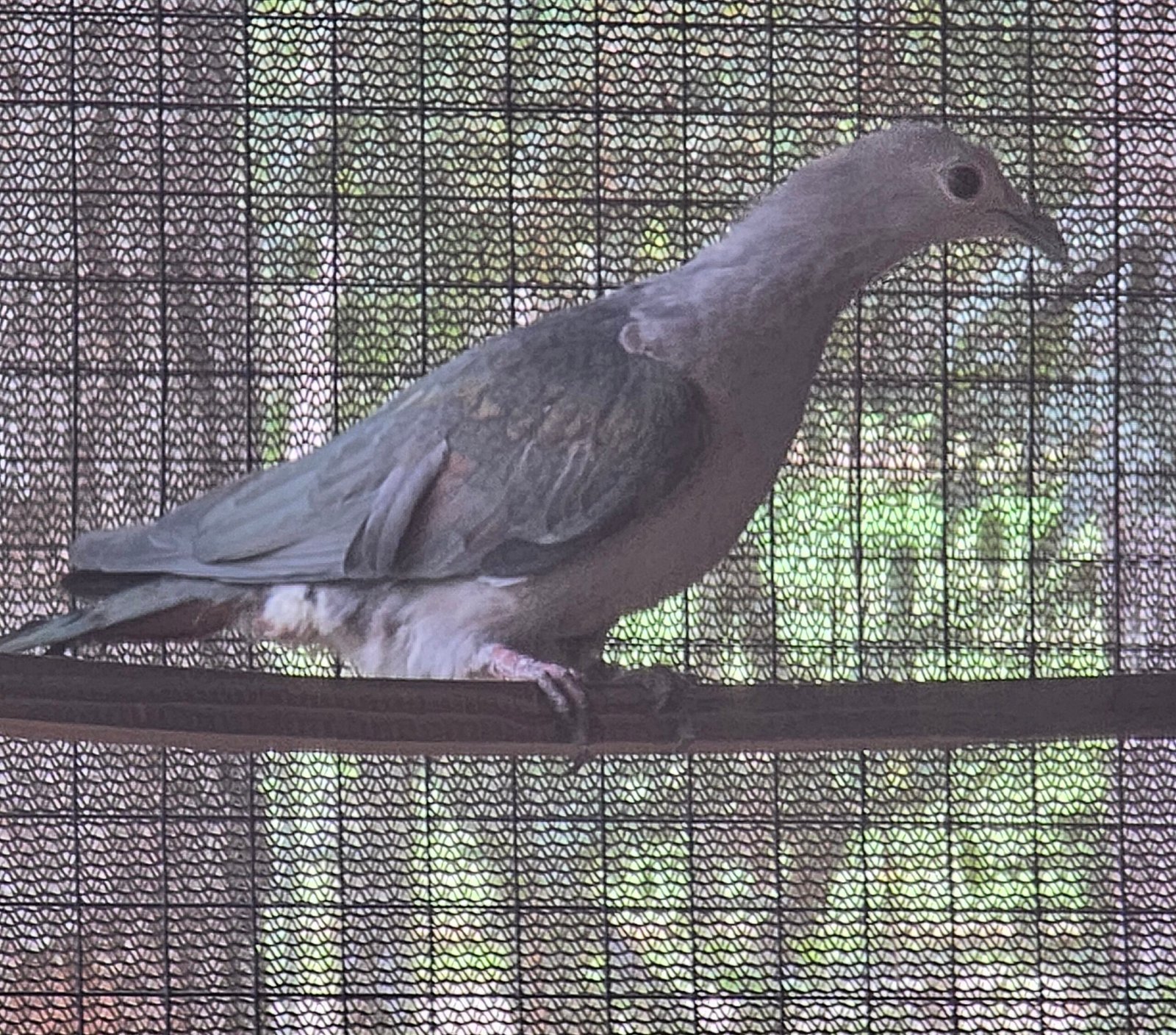 2026 Green Imperial pigeon (male) — photo 1