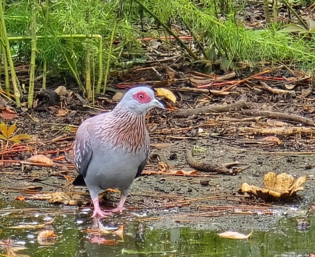 Triangular Spotted Pigeons — photo 1