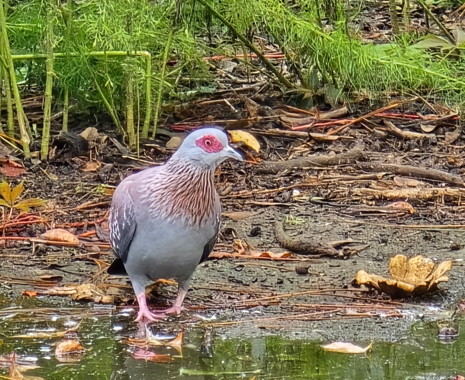 Triangular Spotted Pigeons — photo 1