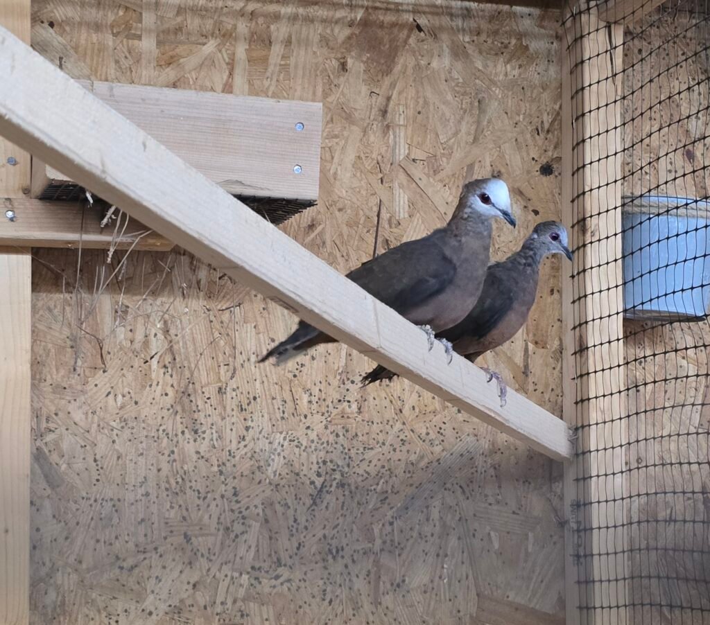 Breeder pair Lemon Dove — photo 1