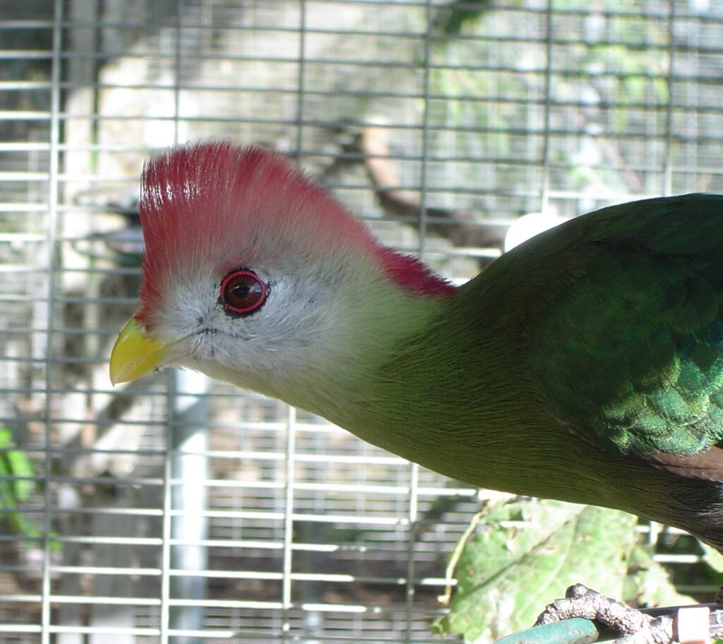 Red Crest Turacos — photo 1