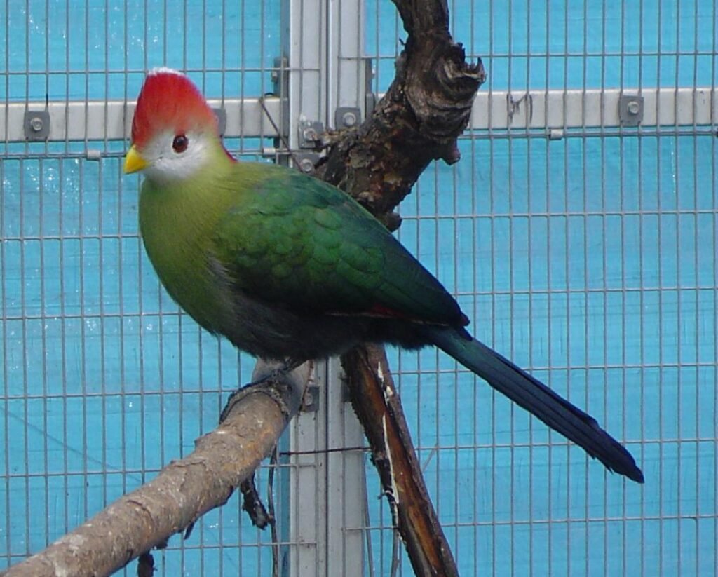 Red Crest Turacos — photo 2
