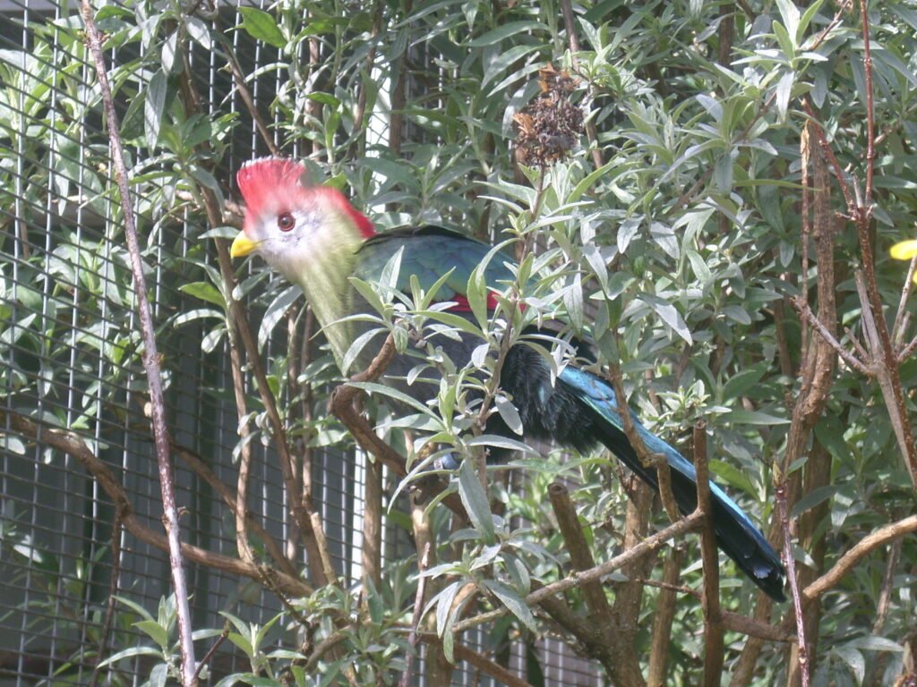 Red Crest Turacos — photo 3