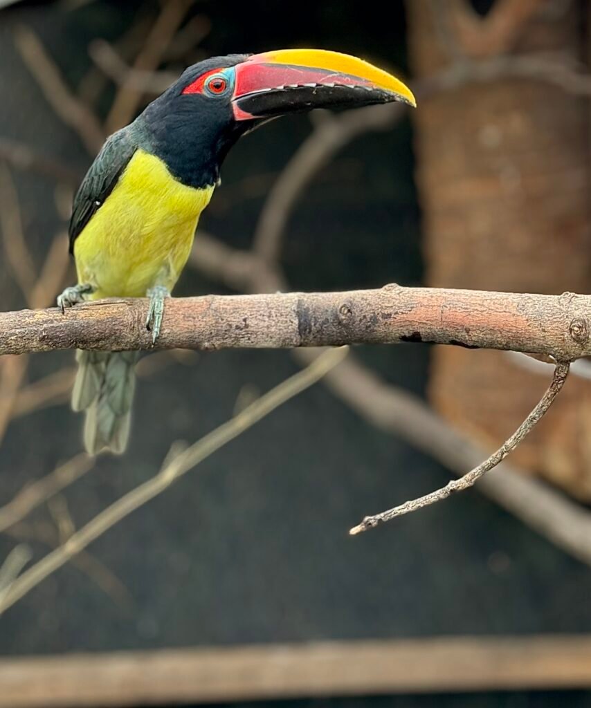 Green Aracari – Hand Fed — photo 1