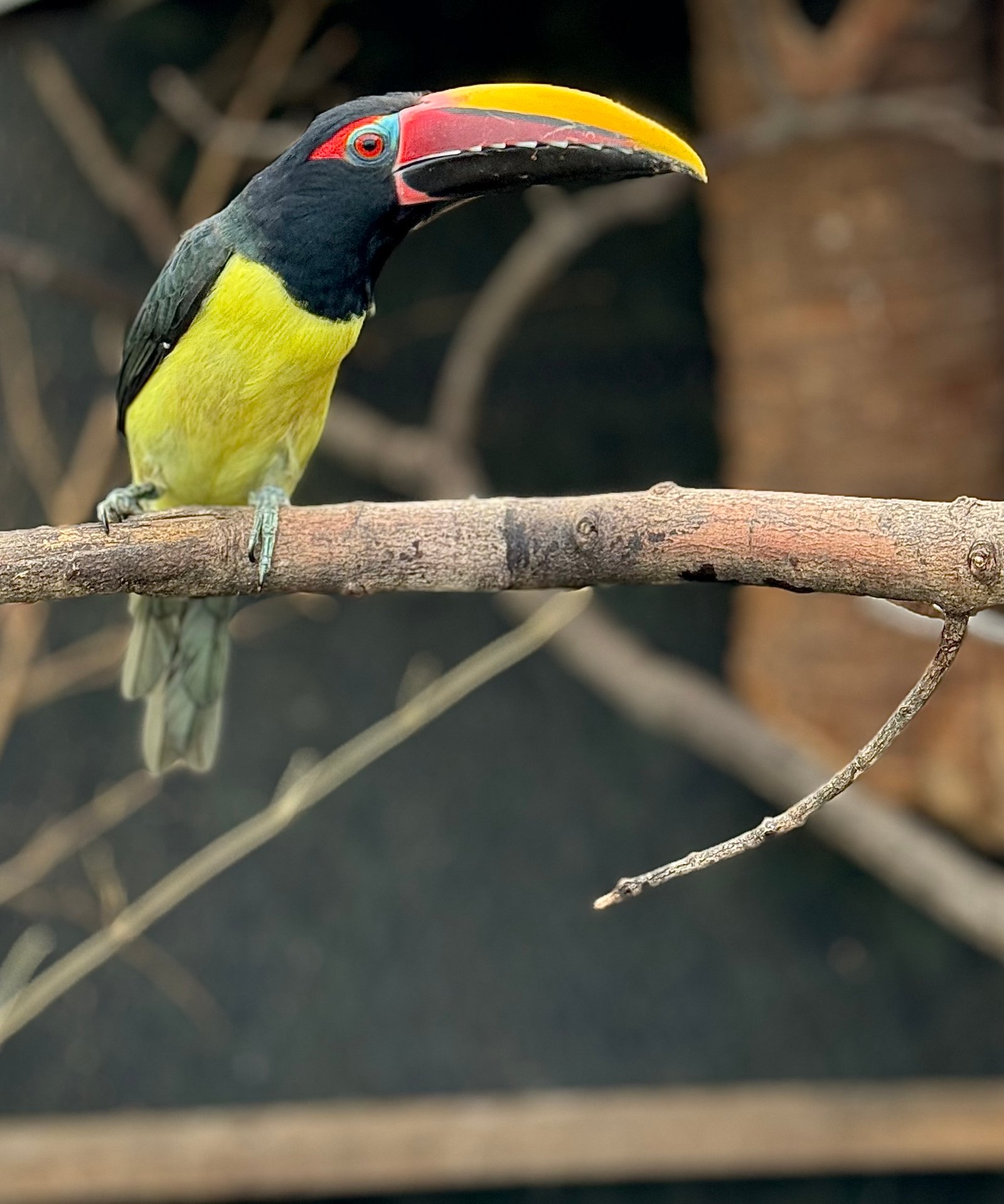 Green Aracari – Hand Fed — photo 1