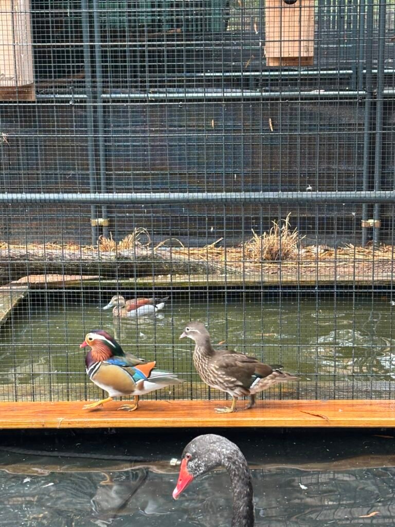 2026 mandarin pairs — photo 2