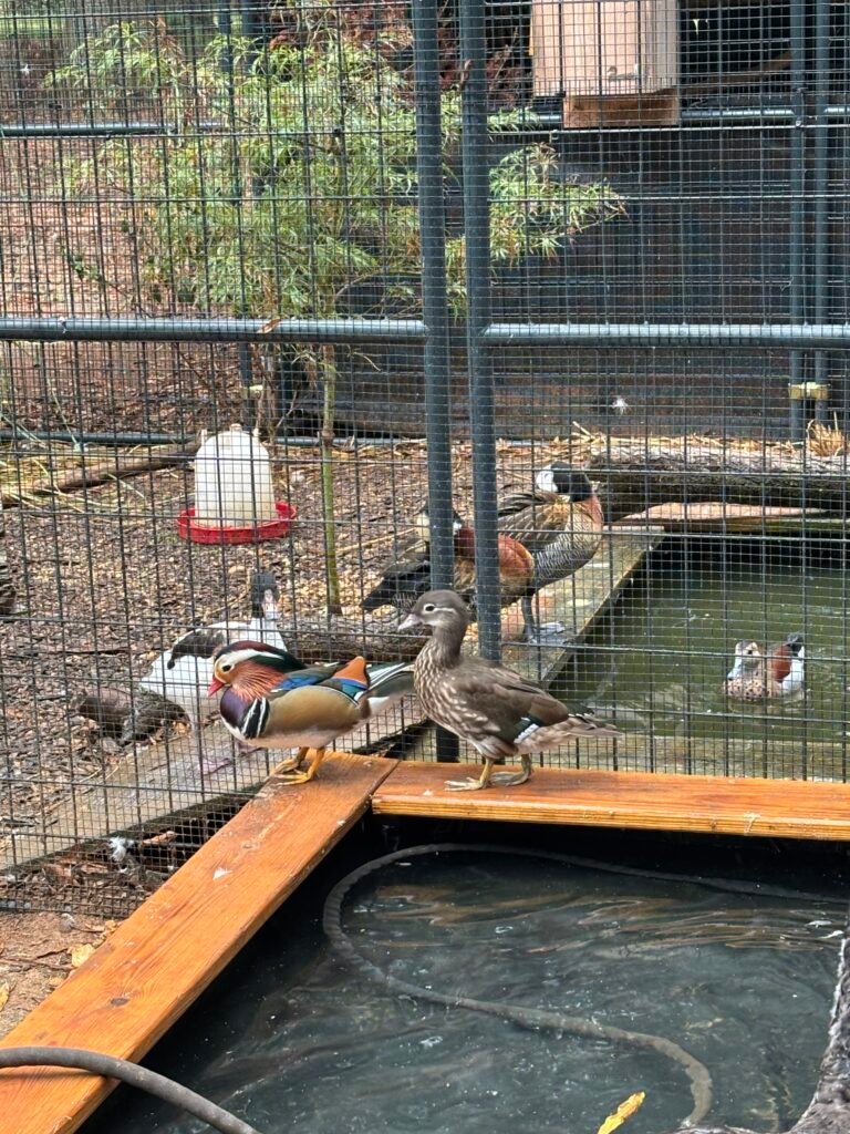 2026 mandarin pairs — photo 1