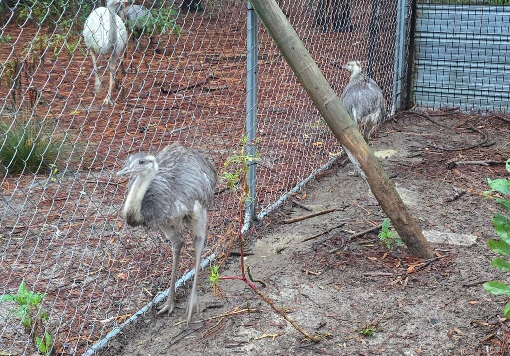 2026 DNA pair Greater Rhea — photo 2