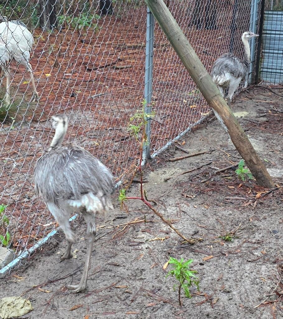 2026 DNA pair Greater Rhea — photo 1