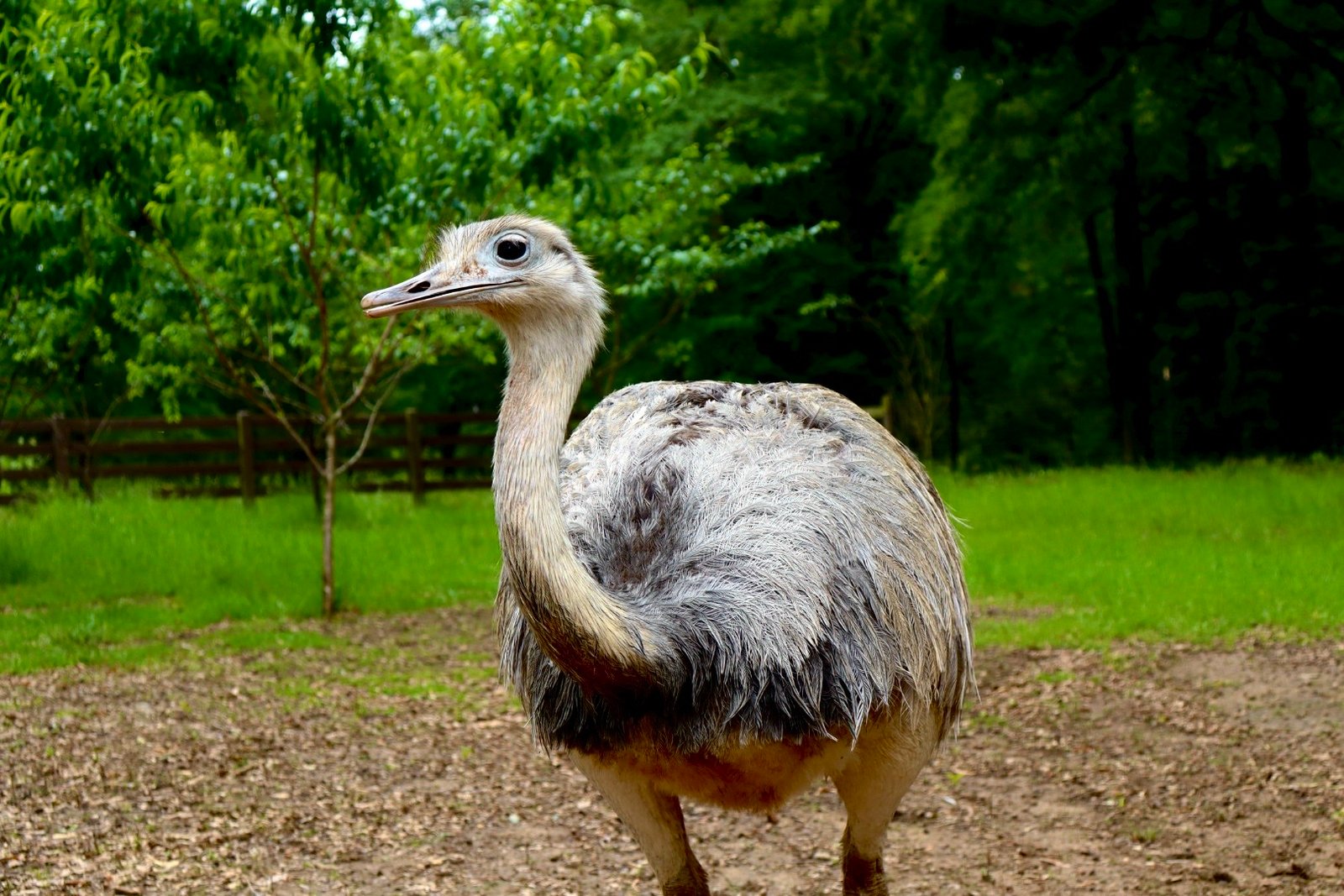 2 3yr old grey rhea pairs — photo 1